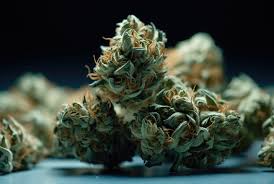 Cannabis Seeds California Your Ultimate Guide to Growing in the Golden State Cannabis Seeds California Your Ultimate Guide to Growing in the Golden State