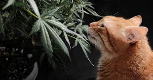 Cannabis Seeds California Your Ultimate Guide to Growing in the Golden State Cannabis Seeds California Your Ultimate Guide to Growing in the Golden State